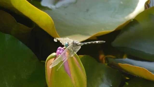 福彩3d 开奖背景